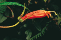 Flores especializadas para atraer los polinizadores.
(a) Flor de forma tubular y atractivo color rojo para atraer al colibr�.