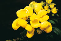 Otras especies presentan flores para atraer  peque�os abejorros.