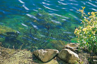 
Elodea, una planta acu�tica  introducida recientemente en la laguna, que ha generado problemas de eutroficaci�n por el crecimiento excesivo de su biomasa.