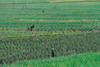 Cultivo de cebolla junca cerca de Aquitania.