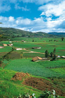 El paisaje en el altiplano de la laguna de Tota ha sido fuertemente transformado para el cultivo intensivo de la cebolla junca.