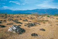 Afloramientos de cantos rodados en el borde de la terraza de acarreo de Chinauta. Durante la �poca seca, la vegetaci�n presenta condiciones extremas de estr�s h�drico.
