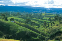 Colinas muy disectadas con fuerte pastoreo en sus laderas.