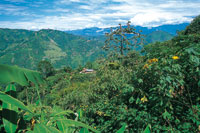 Cultivo tradicional de caf� con abundantes �rboles que le dan sombr�o, en las laderas del altiplano antioque�o.