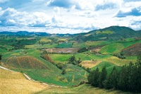 Los sembrados de papa del altiplano antioque�o generan el 8,5% de la producci�n nacional.