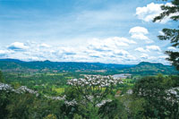 Los yarumos plateados antes fueron abundantes en  el paisaje en el valle de La Ceja, donde tambi�n abundan los cultivos de flores.