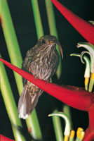 En los cafetales con sombr�o se presenta una gran diversidad de Heliconias o platanillos cuyas interacciones  con sus polinizadores son muy especializadas. El colibr� Eutoxeres aquila, de pico curvo como la flor de su planta predilecta, son mutuamente dep