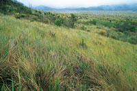 Pajonal de cortaderas del altiplano de Totor�.