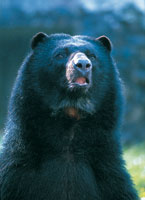 El buen estado de conservaci�n de los ecosistemas del Parque Nacional Natural Purac� ha permitido el mantenimiento de poblaciones de especies altamente amezadas como el oso de anteojos, Tremarctos ornatus.