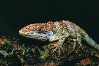 Camale�n de monta�a.