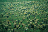 En Paletar�, el valle de los Frailejones se caracteriza por la alta densidad de individuos del g�nero Espeletia.