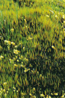 En ambientes h�medos de alta monta�a el suelo se cubre de musgos diversos. Altiplano de Paletar�, Cauca.