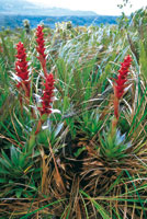 Inflorescencias de las achupallas del g�nero Guzmania, cuya vistosa coloraci�n resalta en medio de la vegetaci�n paramuna.