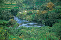 En las riberas de la cuenca alta de los r�os Caquet�, Magdalena y Cauca se desarrollan bosques de ronda importantes para el mantenimiento del potencial h�drico.