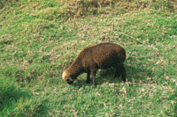 En los agroecosistemas de la regi�n se cosechan arveja, habas, cebolla, papa y trigo y se cr�an animales dom�sticos.