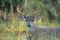 El venado de cola blanca, Odocoileus virginianus, se puede observar en ecosistemas bien conservados.