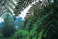 En la franja altitudinal comprendida entre los 1.600 y 2.600 metros de altitud se desarrolla una exuberante vegetaci�n debido a la gran humedad proveniente de las selvas bajas.