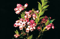 Las eric�ceas, como los uvos de monte, presentan una gran diversidad en la alta monta�a; entre las formas arbustivas se destaca el Vaccinium floribundum, por sus atractivas flores.