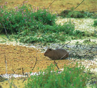En el sur del pa�s la carne del cuy, domesticado desde el per�odo paleoindio, es muy apreciada como fuente de prote�nas. Esto ha favorecido la conservaci�n de las poblaciones silvestres.