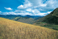 En los minifundios presentes en Imu�s-T�querres son frecuentes los cultivos de cereales, papa y otros tub�rculos.