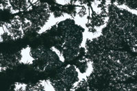 Las copas de los �rboles de diferentes especies, encenillos, cucharos, canelos, dejan claros en el dosel, que permiten el paso de la luz.