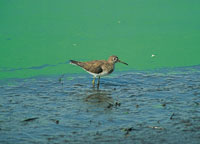 En esta p�gina. Asociada a este importante ecosistema protegido en el marco de la convenci�n de RAMSAR, se encuentra una importante variedad de animales como el chorlito de los pantanos y de plantas como las salvias .