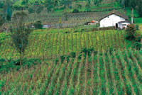 Los habitantes de la regi�n de Sibundoy han hecho de la chagra un sistema de producci�n en el que convergen plantas de Los Andes con especies del piedemonte amaz�nico. A muchas de ellas se les han atribuido propiedades curativas o m�gicas, como es el caso