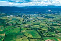 Paisaje de planicie con pastos mejorados, dedicados a la ganader�a altamente tecnificada.