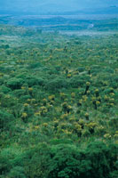 La vegetaci�n de matorrales y el pajonal frailejonal se entremezclan en el altiplano del Paletar�.