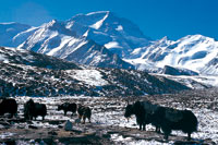 Buey almizclero o Jak en un valle glaciar de la meseta del T�bet.