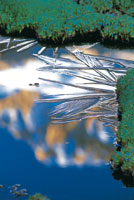 En la alta monta�a las plantas est�n especialmente adaptadas para tolerar temperaturas extremas.