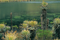 Una de las caracter�sticas de la regi�n paramuna es la abundancia de turberas y pantanos con una vegetaci�n de musgos y plantas en coj�n, especialmente adaptadas a este ambiente.