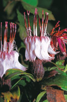 La familia de las aster�ceas es una de las m�s diversificadas en la alta monta�a. Espino, Barnadesia espinosa, un arbolito caracter�stico del bosque andino, cuya atractiva flor es polinizada por el colibr�.