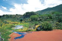 Laguna de p�ramo cubierta por el helecho acu�tico Azola filiculoides de coloraci�n rojiza y la zona de ronda por musgos y chusques.