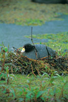 La tingua de pico verde o focha andina es una subespecie end�mica del norte de los Andes, que habita los humedales de la Sabana de Bogot�.
