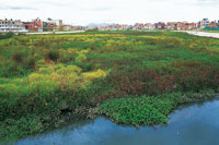 Los humedales de Bogot� quedaron rodeados por el medio urbano y han sido utilizados como vertederos de aguas residuales.
La vegetaci�n dominante est� representada por plantas invasoras como el pasto kikuyo y el buch�n, que se han adaptado a las condicion
