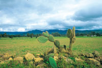 La tuna Opuntia schumanii, sobre la cerca de piedra es un indicador de las condiciones de baja humedad en la regi�n.