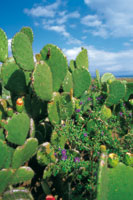Durante la Colonia, los enclaves secos fueron utilizados para el cultivo de la cochinilla, de la que se extra�a un tinte natural de color rojo. En su h�bitat natural, la tuna crece asociada con los gurr�bos, planta muy vistosa por el colorido de sus flore