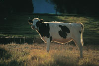 La ganader�a, la floricultura y el cultivo de la papa hacen parte de los principales agroecosistemas en el altiplano de la Sabana de Bogot�.
