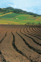 Las f�rtiles tierras del valle de Ubat� son adecuadas para la agricultura; se destaca la producci�n de papa.