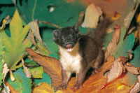 Uno de los pocos mam�feros que se pueden encontrar cerca a la laguna de Suesca, es la comadreja Mustela frenata, uno de los peque�os mam�feros amenazados de extinci�n.