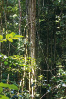 En la estructura multiestratificada de la selva, diversidad de lianas trepan por el tronco de los �rboles hasta alcanzar el dosel.