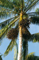 Las palmas son importantes en la estructura de la selva. La palma asa�, Euterpe precatoria, es utilizada como alimento, como medicina, en labores artesanales y forma parte de la dieta  de algunas especies de fauna silvestre.
