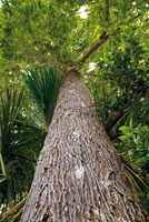 La corteza, el color y la forma de los tallos y los exudados -l�tex, gomas y resinas-, son determinantes para identificar los �rboles de la selva. Corteza fisurada del casta�o o nuez del Brasil, Bertholetia excelsa, cuyo fruto tiene gran valor comercial.