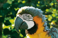 Las guacamayas son aves emblem�ticas de la Amazonia colombiana; como la mayor�a de Psit�cidos, est�n amenazadas de extinci�n por el tr�fico de especies silvestres. Guacamaya azul y amarillo, Ara ararauna.