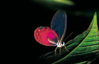 Alas de cristal, Cithaerias erba, es end�mica del interior de las selvas del Putumayo y uno de los Sat�rinos m�s hermosos, muy sensible a la deforestaci�n.
