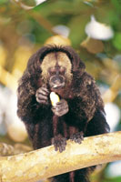 El huapo negro o mico volador, Pithecia monachus, con su larga cola, se desplaza h�bilmente en el dosel de la selva donde se alimenta de frutas e insectos. Su h�bitat en las selvas del Putumayo est� fuertemente degradado.
