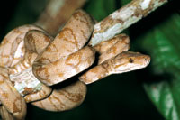 La boa o pit�n arbor�cola, Corallus enhydris se aferra a los �rboles del sotobosque donde permanece al acecho de sus presas.