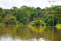 Selva inundable y vivienda ind�gena adaptada a las crecientes peri�dicas en las riberas del r�o Loreto Yac�.