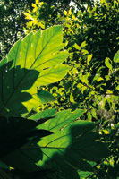 Hierbas, arbustos y �rboles son alimento abundante para la compleja red de herb�voros que han logrado superar los mecanismos de defensa de las plantas.
